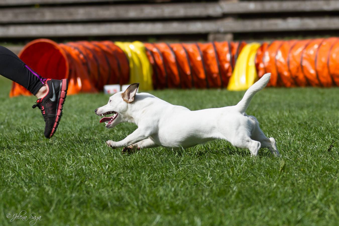 Agility ja jack russell´i terjer