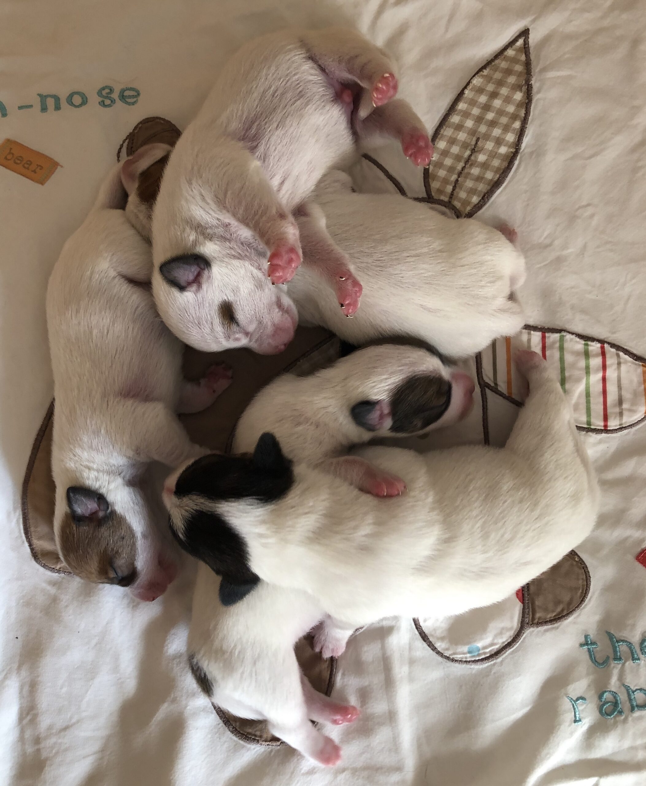 Teine ehk Tormiöö pesakond